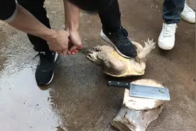 这是我见过最拿手杀鳄鱼龟视频，这样下去估计鳄鱼龟要当场被吓死