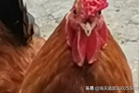 头戴花冠，花冠将军。图片