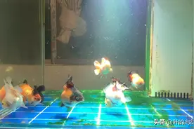 泰狮得了白点病，水温升高，放点盐就好了