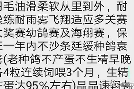 晶晶速翔丸十多关丸公棚鸽+多关赛强强联合效果好图片