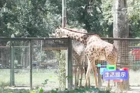 【去动物园，别随意投喂！[话筒]】动物园里，随处可见视频封面