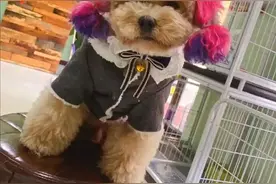 狗狗身上的毛变颜色了是怎么了？