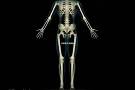 人体关节简介视频封面