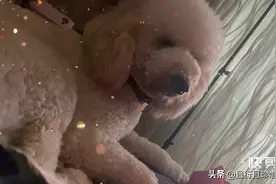 你们的狗狗喜欢拿屁股坐你吗视频封面