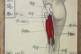 腘绳肌解剖