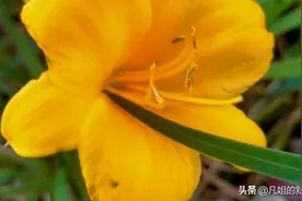 萱草可忘忧，今识忘忧草，愿每天心情像这萱草花一样快乐图片