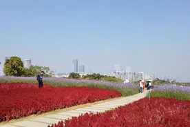 深圳冬天开放的花海，距离市区很近，自拍者的首选臭美景点。视频封面