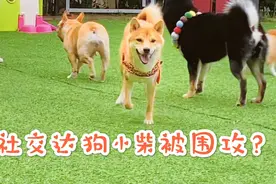 狗有多爱吃醋？小柴跟别家狗主人亲亲，过于谄媚被围攻了！视频封面
