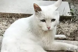 路上遇到一只饥饿的猫咪一直跟着我，可能饿了要吃的图片