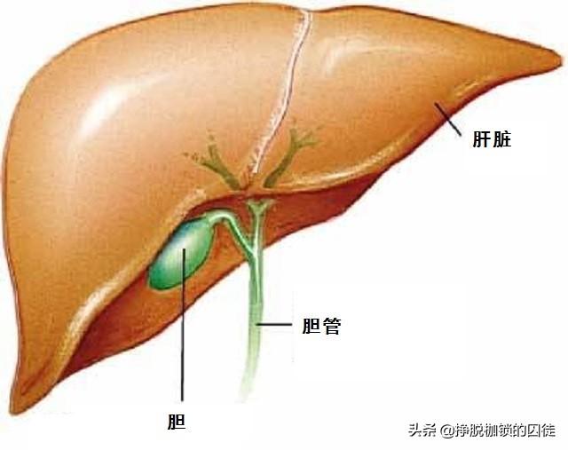 一碗米饭，从吃进嘴里到变成粪便排出，经过一个怎样的历程？