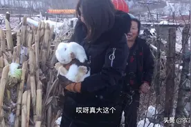 大强带媳妇儿去邻居家看兔子，媳妇儿喜欢的不肯撒手，直呼太可爱视频封面