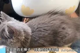 布偶猫和蓝猫生出的崽长这样，漂亮温顺又可爱！