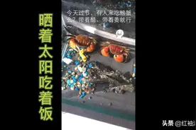 吃＂屎＂的＂红螯相手蟹＂的恣意生活，这是不是生态平衡？
