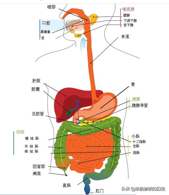 一碗米饭，从吃进嘴里到变成粪便排出，经过一个怎样的历程？