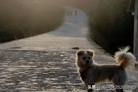 狗子也怕老婆图片