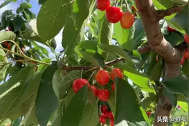 陕西樱桃排名前三的品种：自家园子露天种植，猜猜一斤多少钱？视频封面