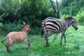 该怎么称呼斑马和驴子的孩子？图片