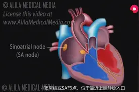 #医学科普# 心脏为何能自律性跳动，就是里面这一套系统，心脏传导系统，聪明的人类，把这些电活动描记出来视频封面