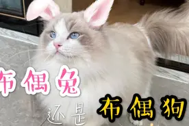 没见过这么粘人的布偶猫，主人去上厕所也要屁颠屁颠地跟进来…视频封面