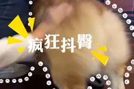男孩与狗狗上演真人版"猫捉老鼠"，柯基狂抖臀3次，让人爱不释手视频封面