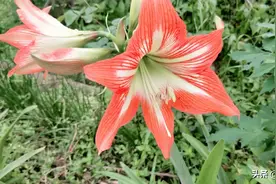 花花花花花花图片
