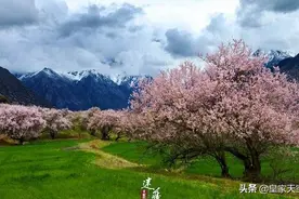 春来桃花盛开，你的桃花运来了。图片