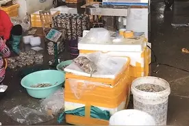 新鲜现剥生蚝肉做汤极鲜，各种吃法等你来做！视频封面