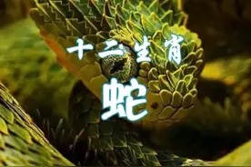 十二生肖第六位蛇视频封面