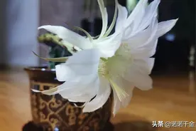 花开花谢终有时，缘起缘灭皆坦然。图片