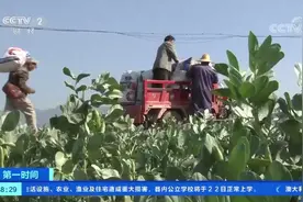 【#云南迎来万亩蚕豆采摘季#，走俏国内市场】这几天视频封面