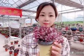 教大家繁殖一盆夏天也好养小球玫瑰，简单好养又好看，你学会了吗视频封面