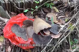 上山找宝贝 这种宝贝清热解毒功效不错哦 你们知道吗