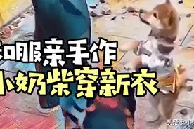#柴犬# 给小奶柴做的衣服，萌哭了视频封面