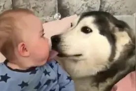 狗与娃在被窝里：狗大舌头舔娃鼻子和脸，还比赛眼睛大、比赛发呆视频封面