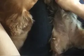 Zoey 吃撑了，给她揉揉肚子增加肠胃蠕动视频封面