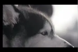 狗狗医生纪录片｜有一种力量，叫做陪伴视频封面