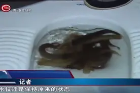 泥鳅真能疏通下水道吗小伙把一斤多泥鳅倒下去结果不淡定了视频封面