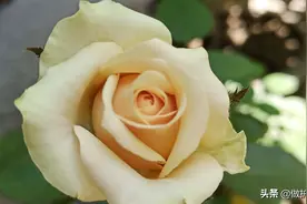 侍弄花草，与自然作伴，听听自己心底的声音，享受独处时光。图片