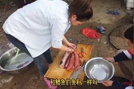 这是鱼籽？刚哥在封海之前买的鲅鱼，在鱼肚子里取出这么大两条！