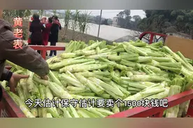 成都龙泉种植棒菜，1.3元一斤，亩产4000斤，当农民能发财吗？视频封面