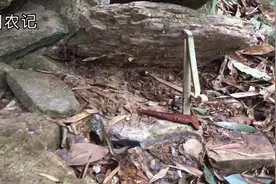 劳动人民的智慧结晶，两根竹片和一块石板就能抓住老鼠，简单实用视频封面
