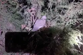 农村的斑鸠晚上都卧在什么地方，小伙一晚上找了四五只