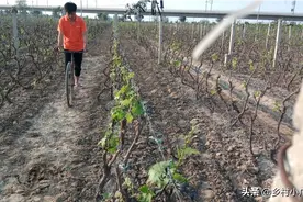 自行车变废为宝，改装新型农用工具，不用电，不用油，你见过吗？图片