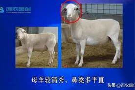 羊品种-杜泊羊视频封面