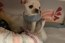 狗狗多大可以吃干狗粮？视频封面