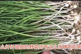 野小蒜，雷雨后到清新树林拔一把，认识了解一下，药食两用野菜？视频封面
