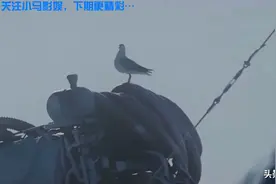 看狗狗如何在冰天雪地里生存，主人返回寻狗那段我看哭了#南极视频封面