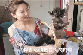去繁殖户家挑选灰泰迪，意外发现一窝“硬货”瞧瞧这品相咋样？视频封面