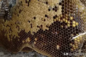 真正的野蜂蜜图片