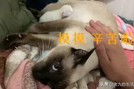 暹罗猫生崽啦来看小奶猫虽然是第一次可独立完成让铲屎官很省心视频封面